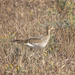 upland sandpiper