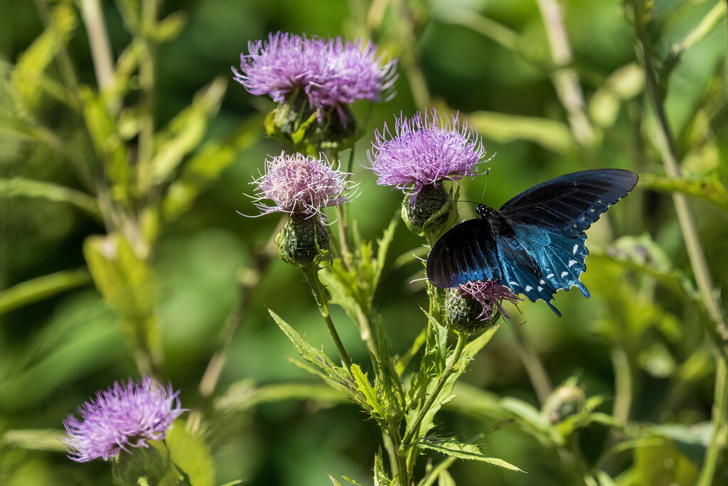 Pipevine Swallowtail by kvphoto