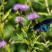 Pipevine Swallowtail by kvphoto