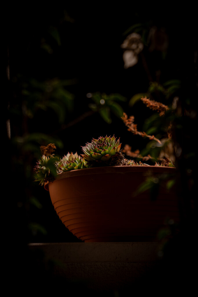 Potted Garden by hannahcallier