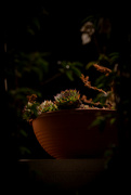 16th Aug 2024 - Potted Garden