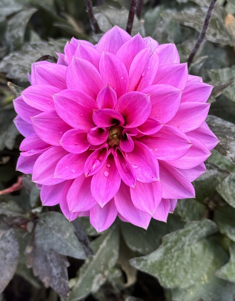 Pink Dahlia  by jeremyccc