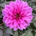 Pink Dahlia 