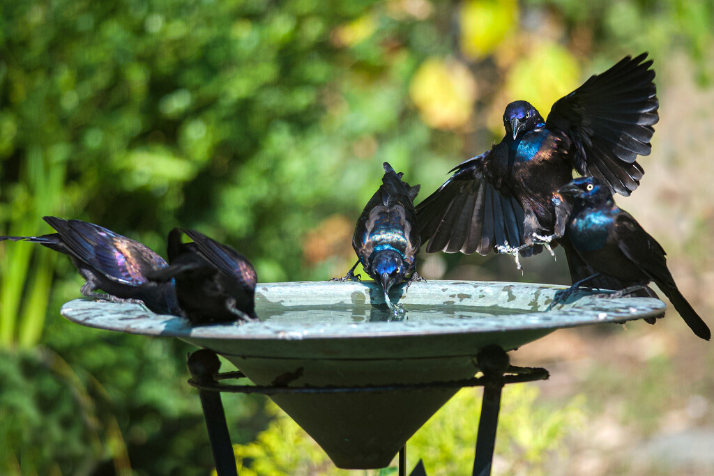 Invasion of the Grackles by berelaxed