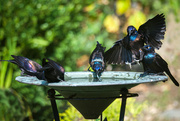 12th Sep 2024 - Invasion of the Grackles