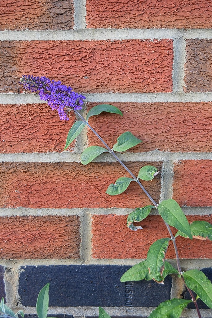 Buddleia  by dragey74