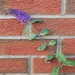 Buddleia 