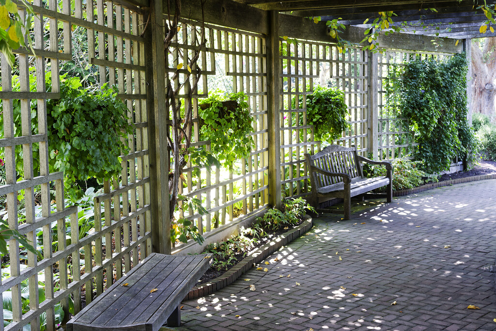 rose garden path by rminer