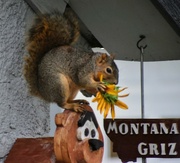 12th Sep 2024 - Enjoying His Stolen Seeds