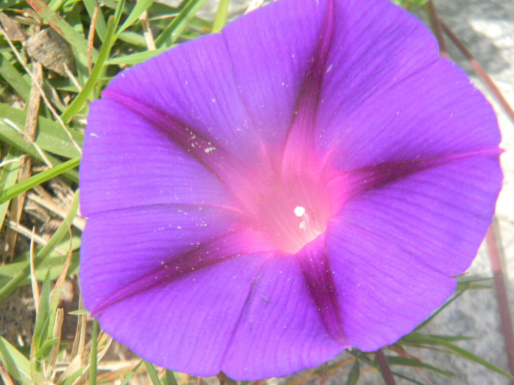 Purple Morning Glory Flower  by sfeldphotos