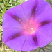 Purple Morning Glory Flower 