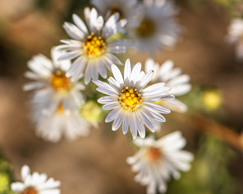 fall aster by aecasey