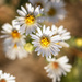 fall aster by aecasey