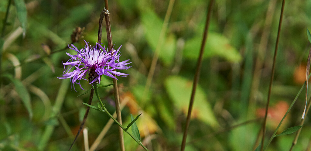 Wild Monarda by gardencat