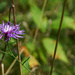 Wild Monarda by gardencat