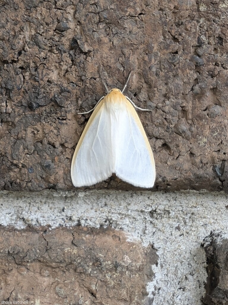 Delicate Cycnia Moth by rhoing