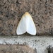 Delicate Cycnia Moth