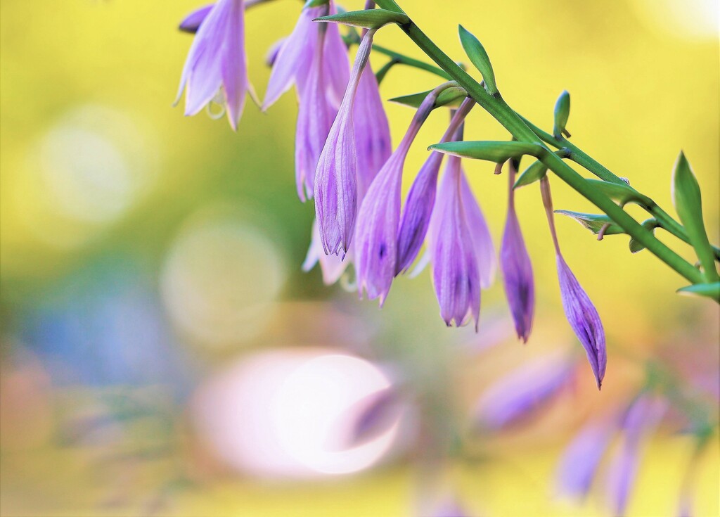 Hosta Bloom by lynnz