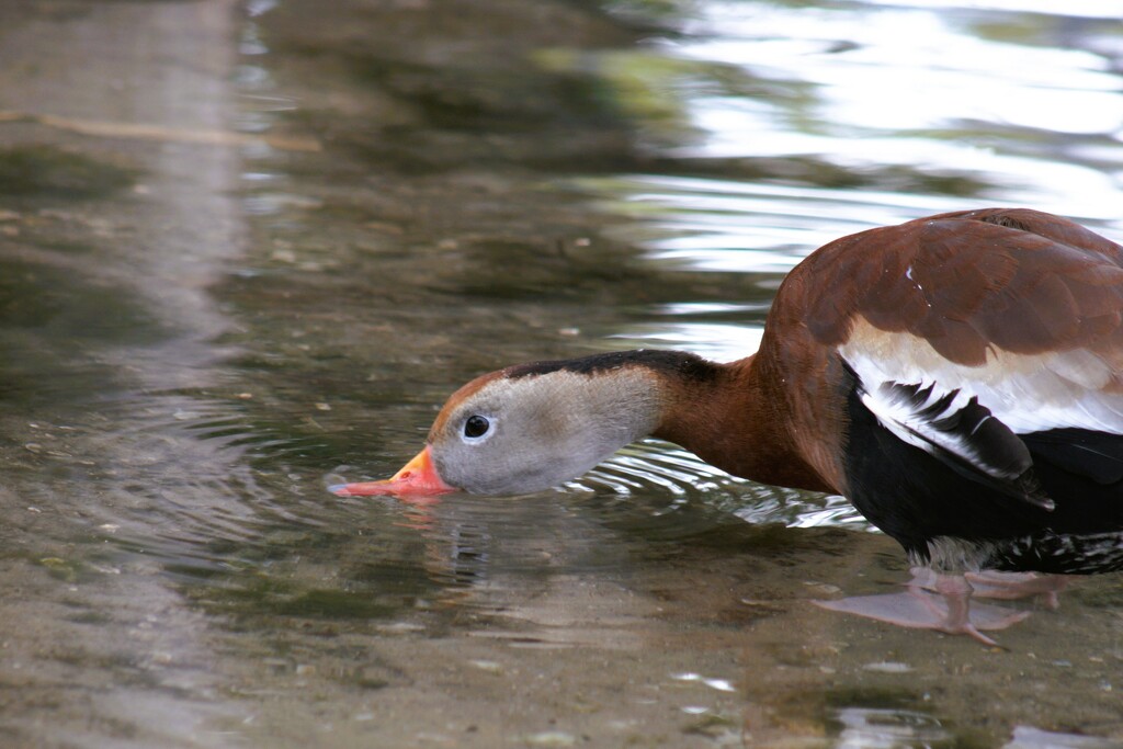 Duck Pond by photohoot