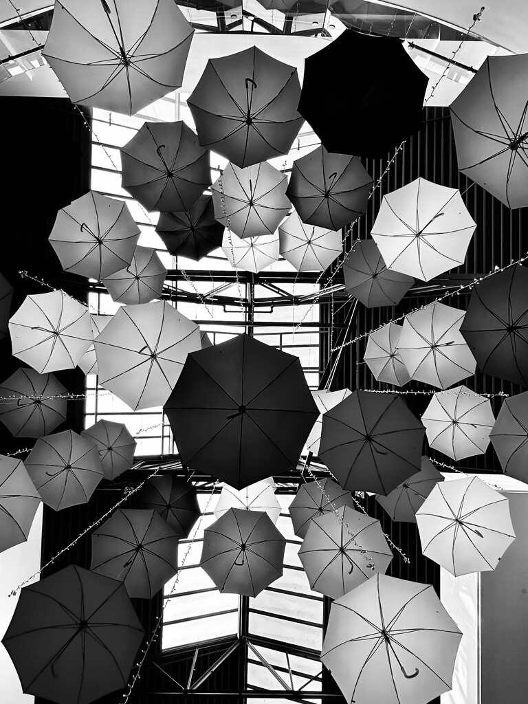 Umbrellas by loweygrace