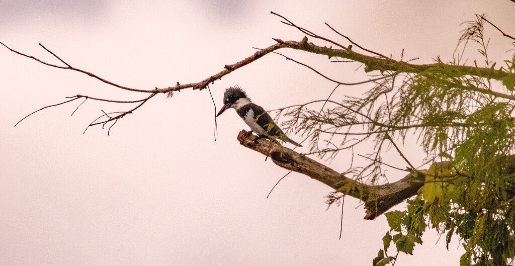 I Saw the Kingfisher Today! by rickster549