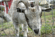 12th Sep 2024 - "I couldn't talk you into letting me out of here could I?"