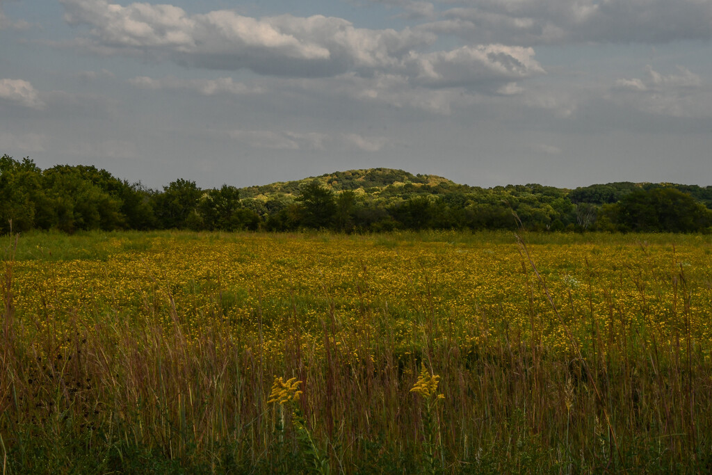 Field of Gold by kareenking