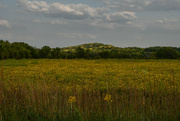 11th Sep 2024 - Field of Gold