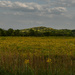 Field of Gold by kareenking