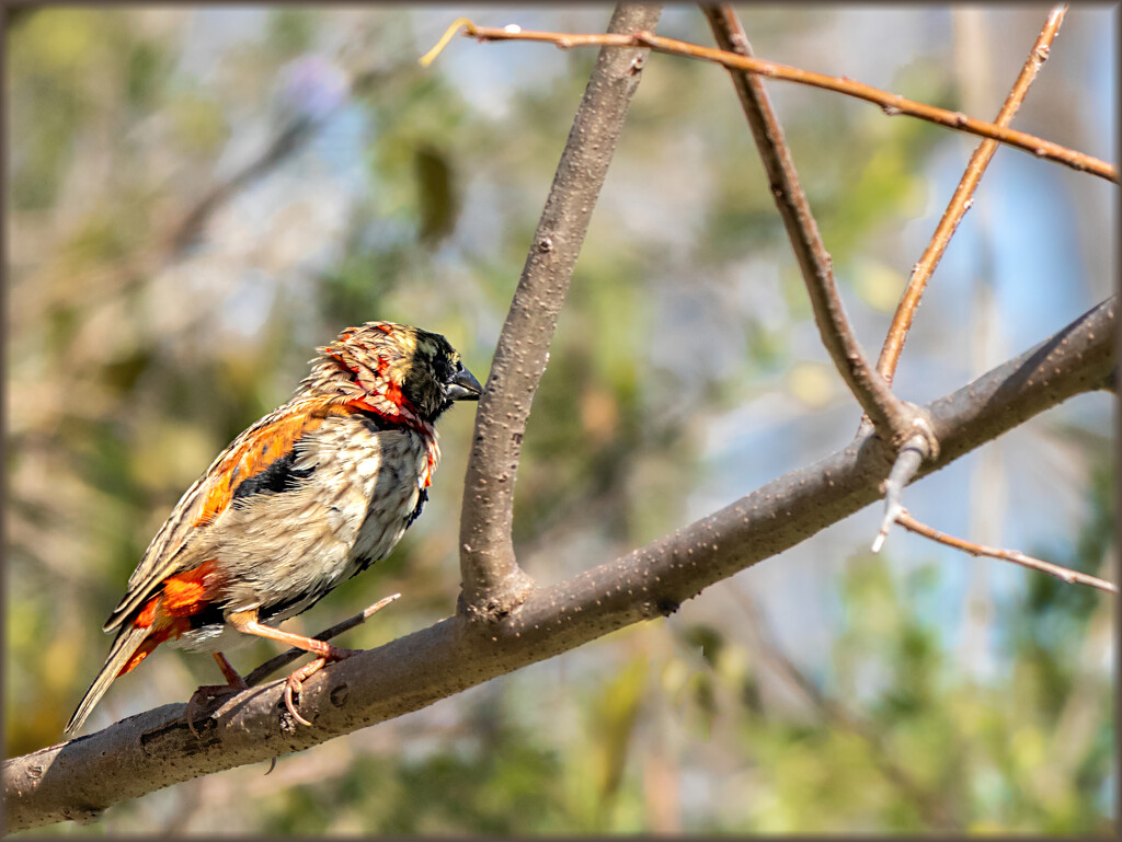 Moulting by ludwigsdiana