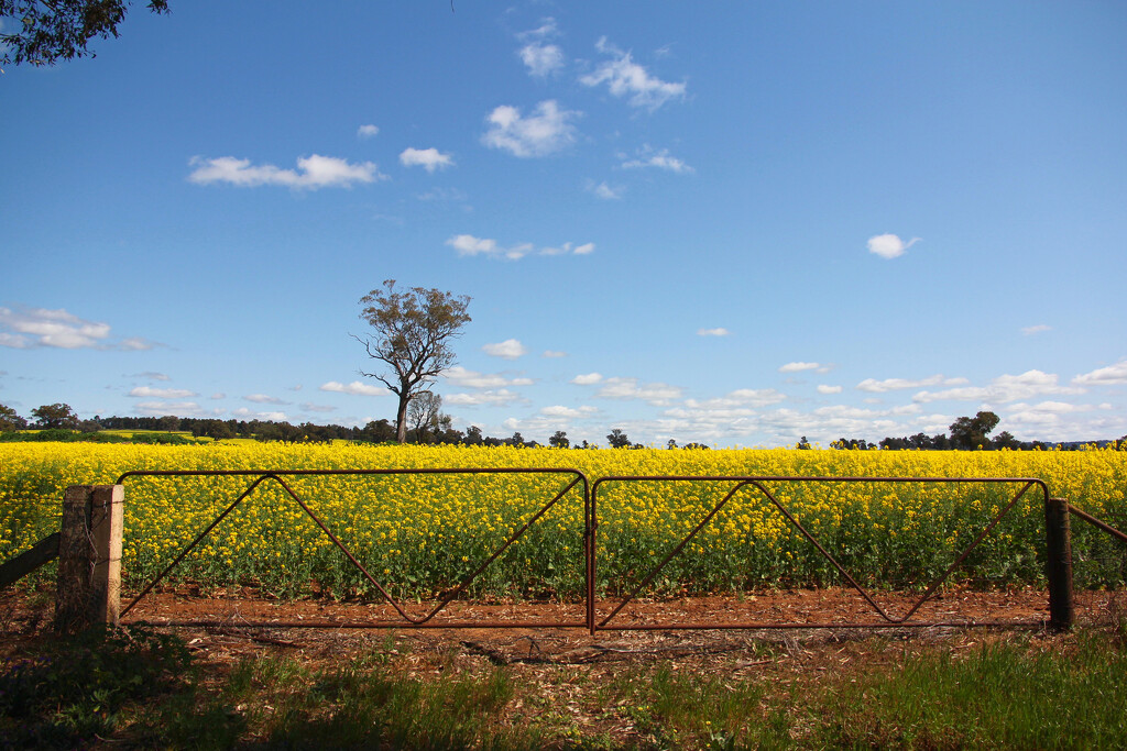 On the hunt for canola by leggzy