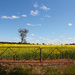 On the hunt for canola