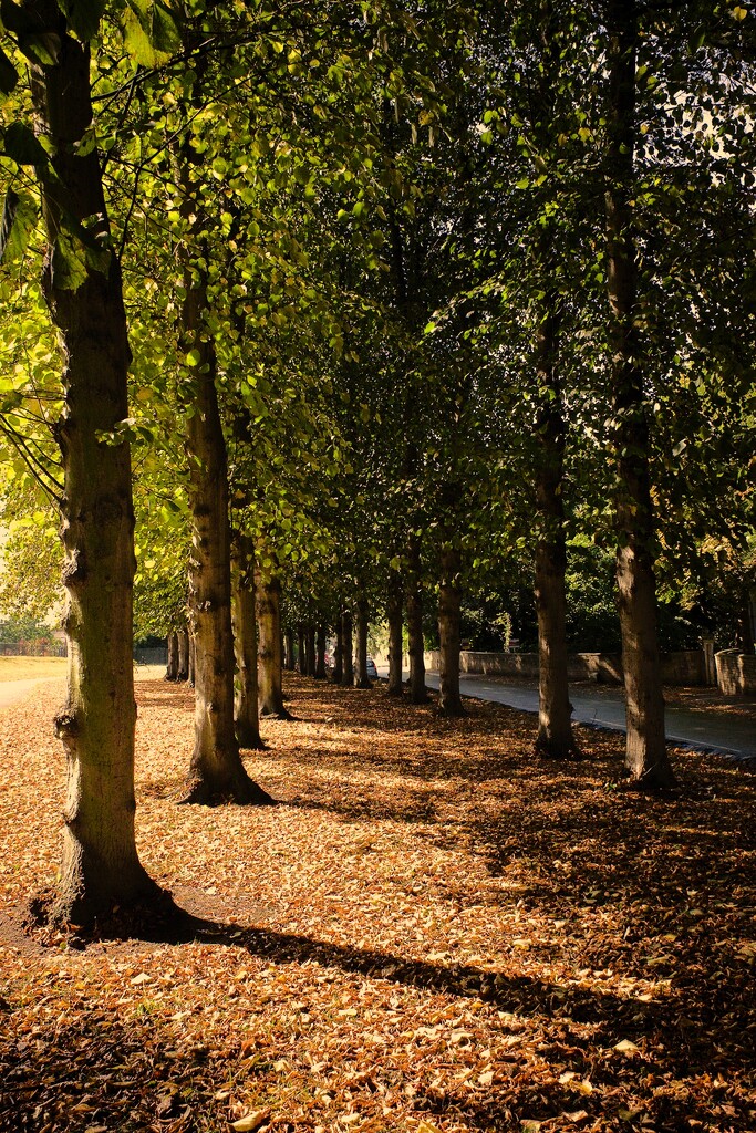 Tree Alley by allsop