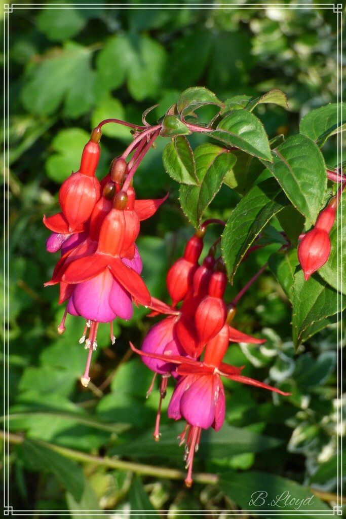 Hardy Fuchsia . by beryl