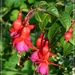 Hardy Fuchsia . by beryl