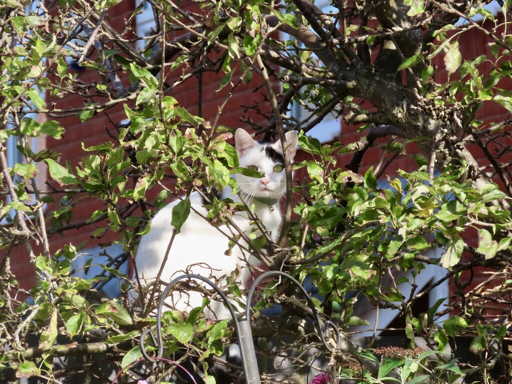 Another visitor to my bird feeders by orchid99