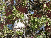 13th Sep 2024 - Another visitor to my bird feeders