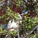 Another visitor to my bird feeders by orchid99