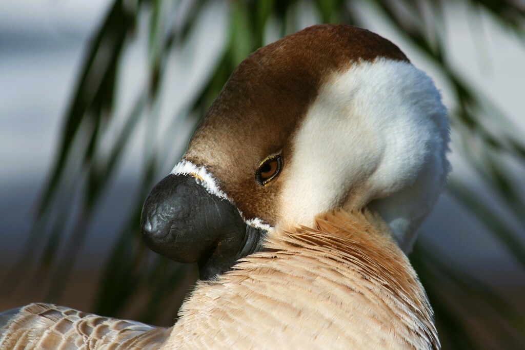 Goose by photohoot