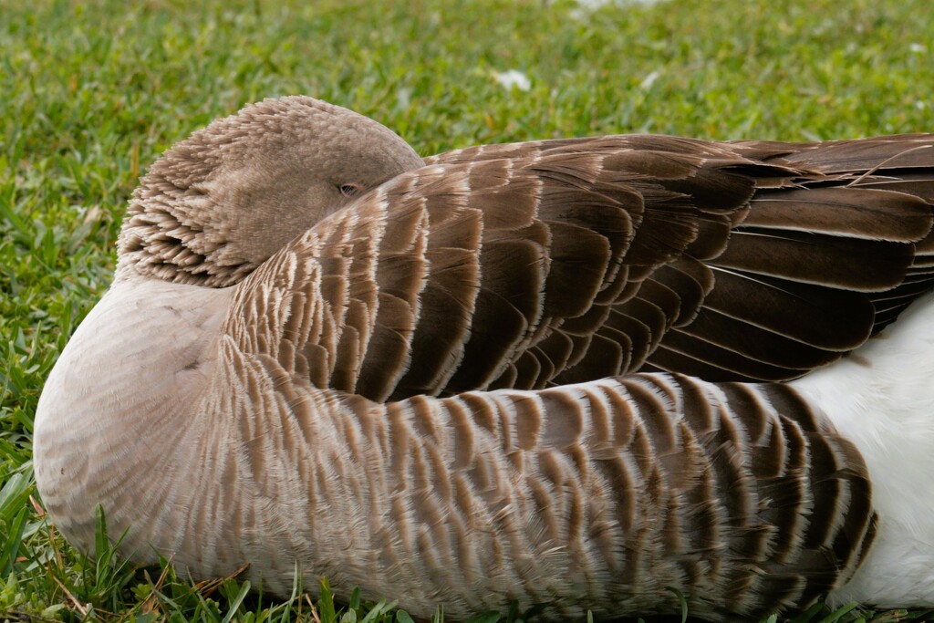 Ducking For Cover by photohoot