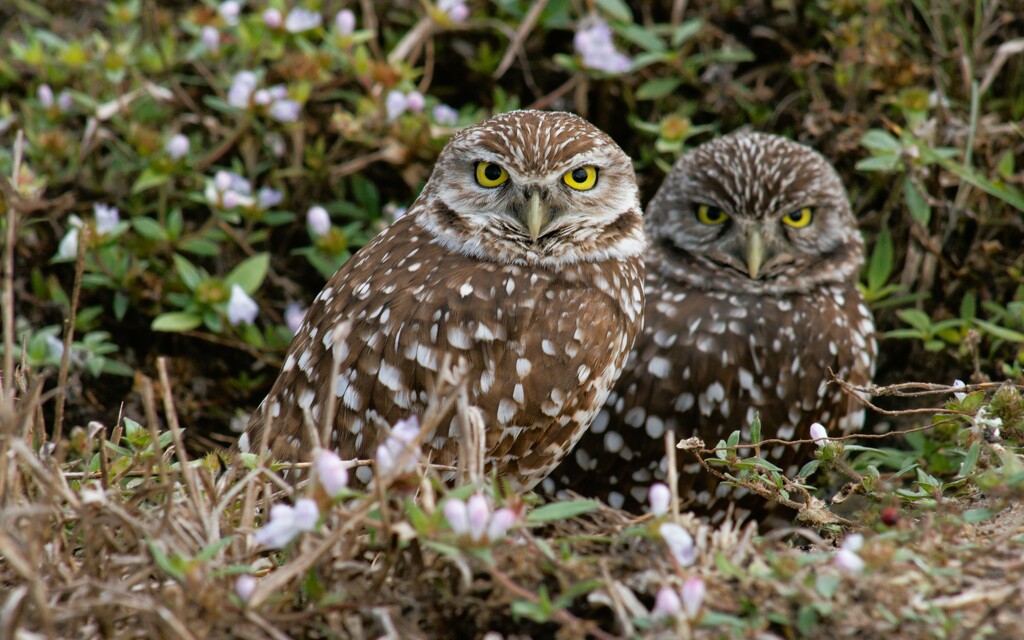 Four Eyes by photohoot