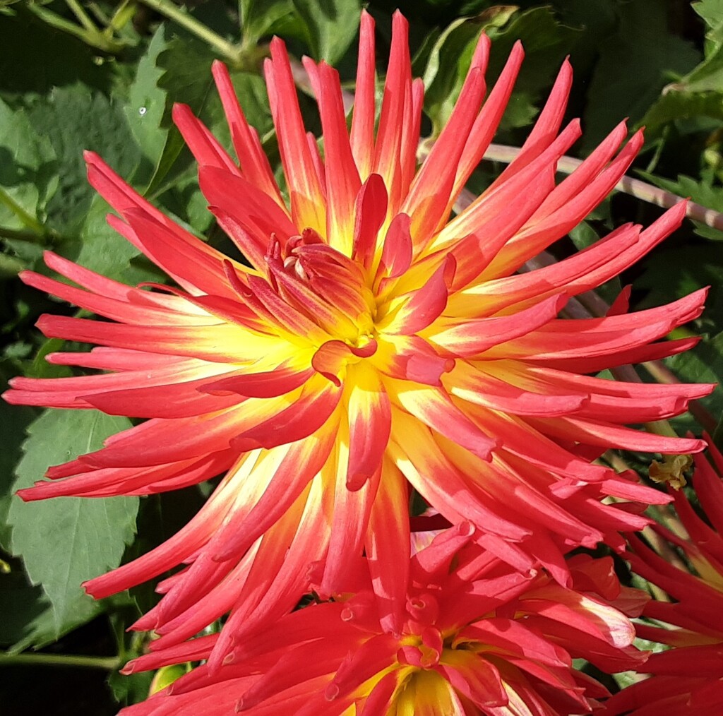 A  cactus dahlia by grace55