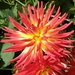 A  cactus dahlia