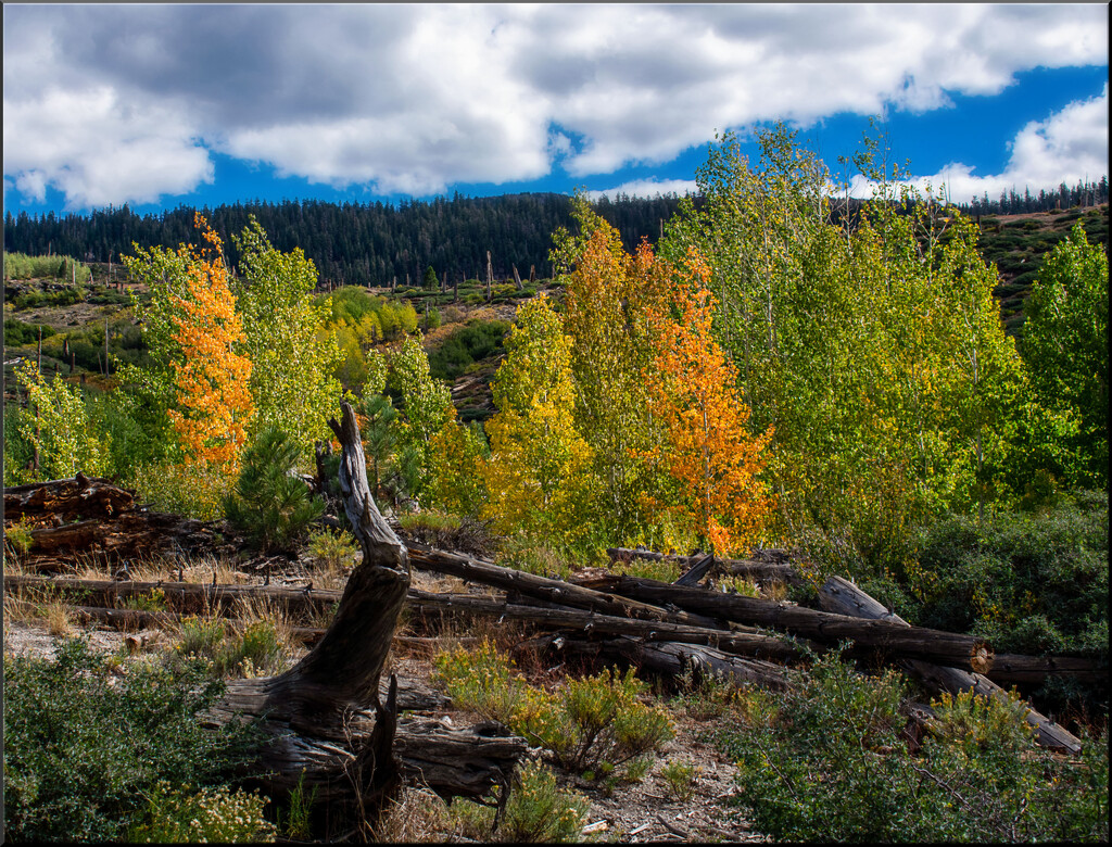 John Muir Trail -  Mammoth Lakes area by 365projectorgchristine