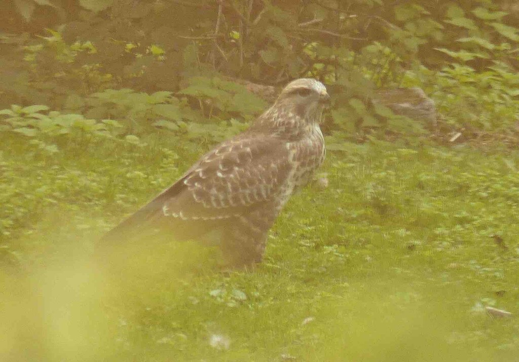 Common Buzzard by arkensiel