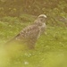 Common Buzzard by arkensiel