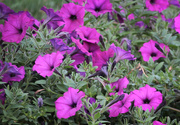 13th Sep 2024 - Petunias