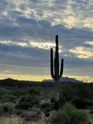 28th Aug 2024 - 8 28 Saguaro