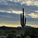 8 28 Saguaro