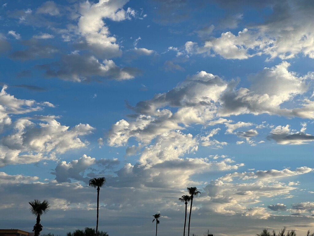 8 30 Palms and clouds by sandlily